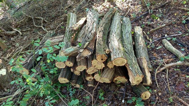 Akacja drewno opałowe