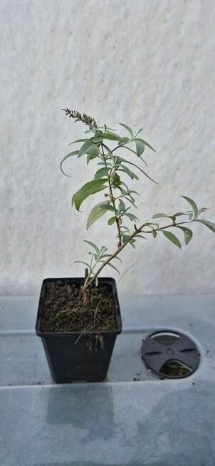 Budleja Dawida - Motyli Krzew - sadzonki