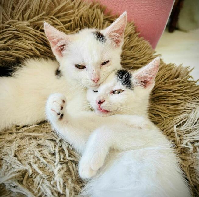 Lotka i Loki - dwa cudaki słodziaki do adopcji