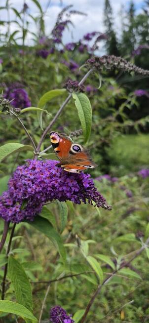 Budleja Dawida - Motyli Krzew - sadzonki