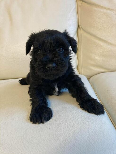 sznaucer miniaturowy czarny pieski
