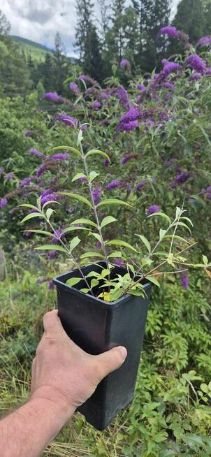 Budleja Dawida - Motyli Krzew - sadzonki