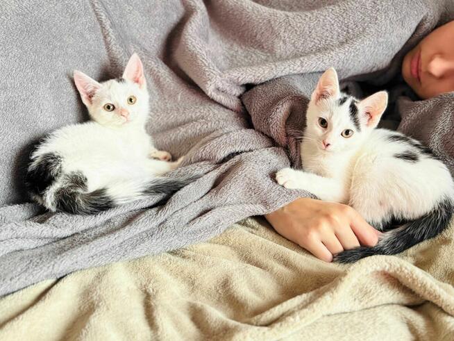 Lotka i Loki - dwa cudaki słodziaki do adopcji