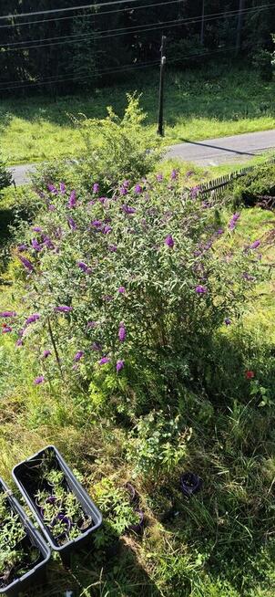 Budleja Dawida - Motyli Krzew - sadzonki