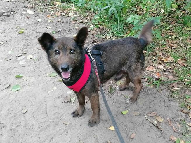 PRECELEK starszy spokojny piesek szuka domu