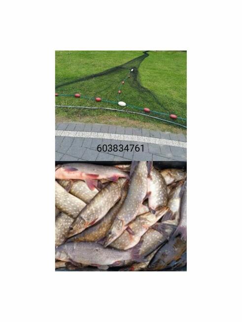 Sieci Rybackie wonton drgawica włok