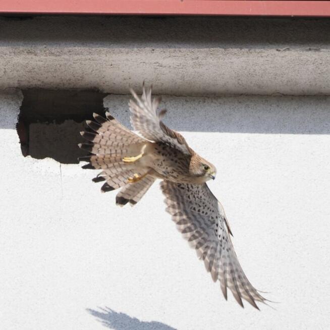 Usługi ornitologiczne-chiropterologiczne Łódź