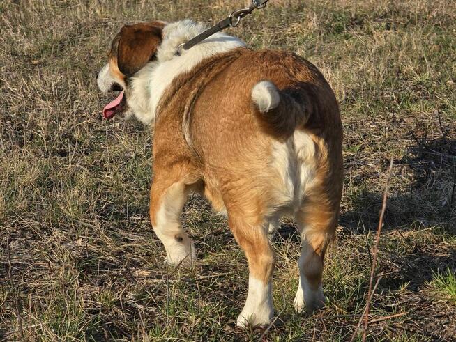 Misio - słodziak nad słodziaki