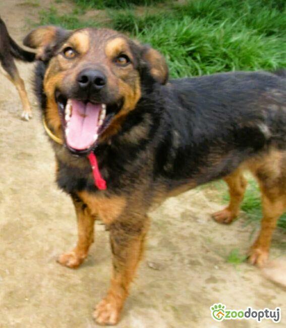 ZIUTEK - kochany psiak od roku czeka na dom