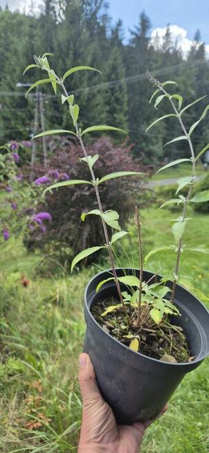 Budleja Dawida - Motyli Krzew - sadzonki