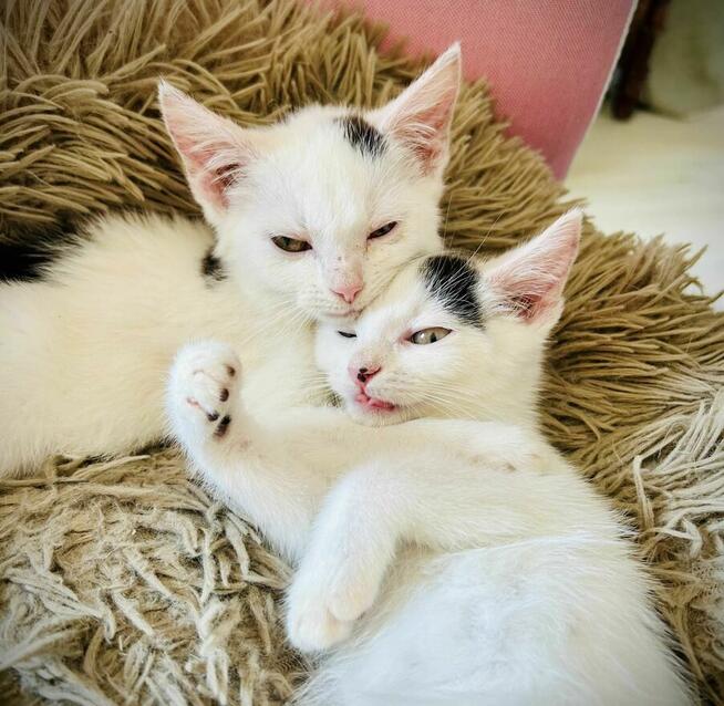 Lotka i Loki - dwa cudaki słodziaki do adopcji