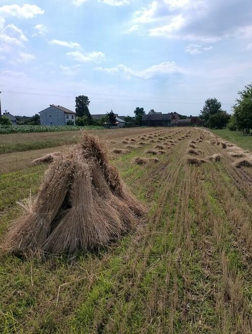 słoma po snopowiązałce