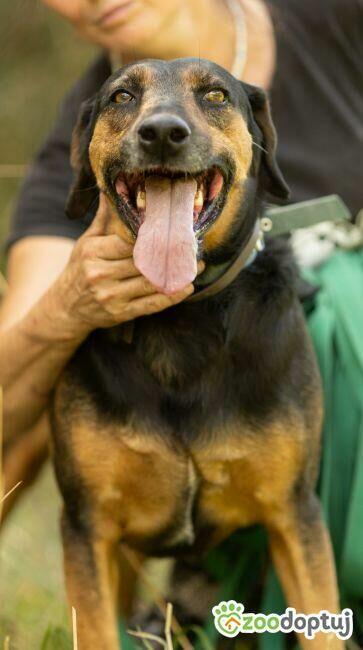 NADIR - piękny psiak w typie gończego do adopcji