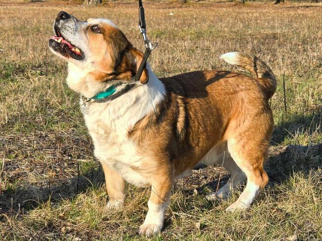 Misio - słodziak nad słodziaki