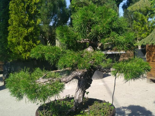 Bonsai - Sosna 60cm ponad 30 letnia