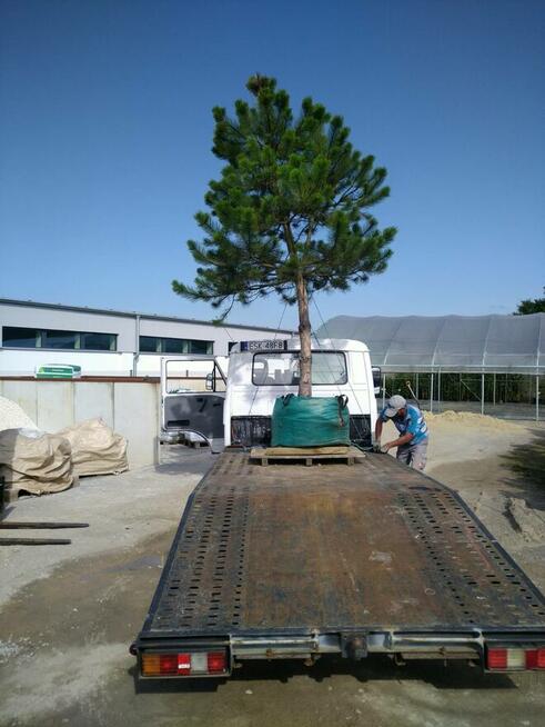 Drzewo Sosna Czarna Niwaki 3m 4m - Pušis Juodoji