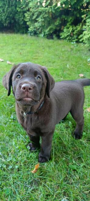 Labrador Retriever czekoladowa suczka Zkwp/FCI