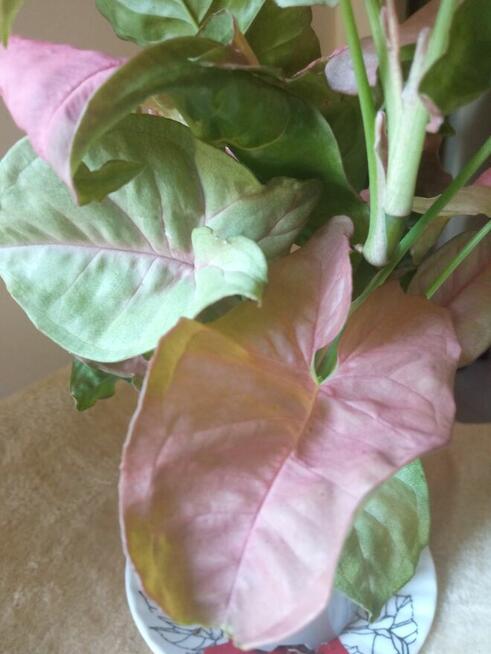 Filodendron, szczawik, fiołek odmianowy i inne