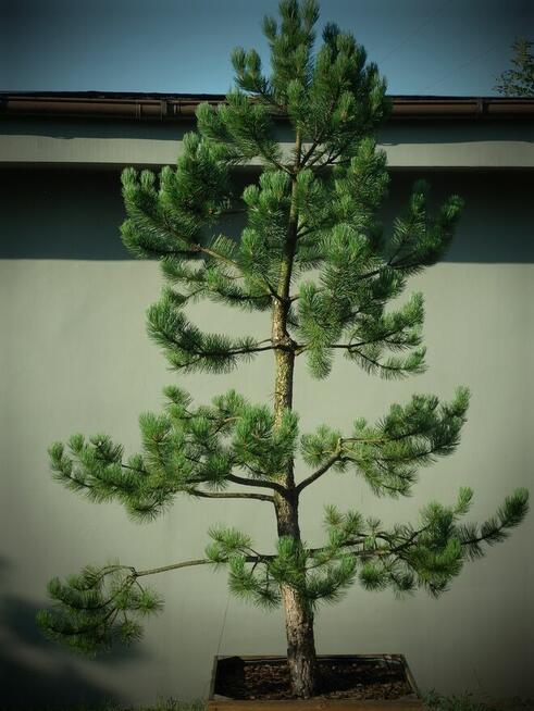 Drzewo Sosna Czarna Niwaki 3m 4m - Pušis Juodoji