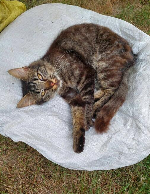 PILNE! Kotki szukają nowego domu.