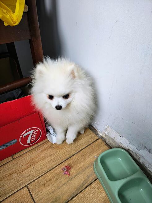 Szpic niemiecki pomerian