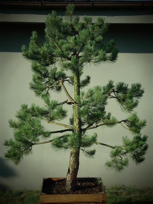 Drzewo Sosna Czarna Niwaki 3m 4m - Pušis Juodoji