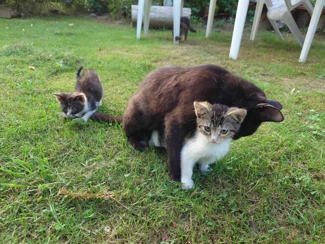 PILNE! Kotki szukają nowego domu.