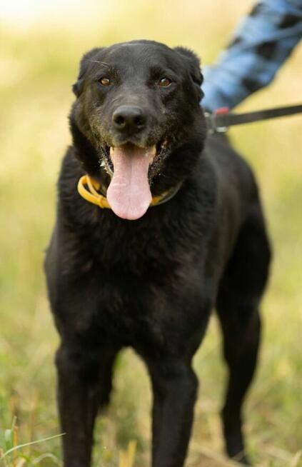 HARY - biedny, czarny, porzucony psiak, adoptuj!