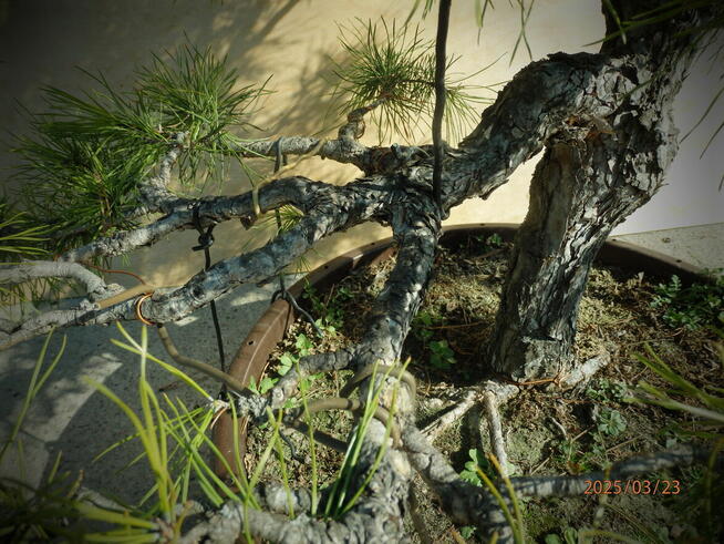 Bonsai - Sosna 60cm ponad 30 letnia