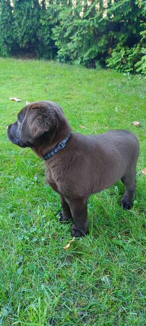Labrador Retriever czekoladowa suczka Zkwp/FCI
