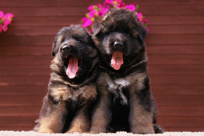 OWCZAREK NIEMIECKI DŁUGOWŁOSY Z RODOWODEM ZKWP / FCI