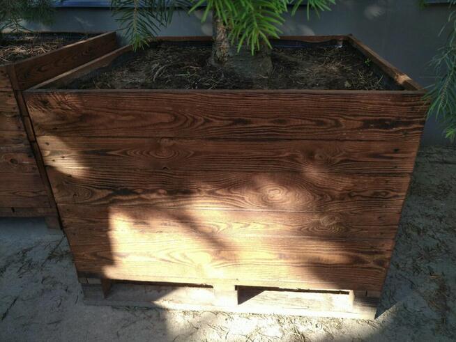 Jodła kalifornijska 5m w drewnianej donicy