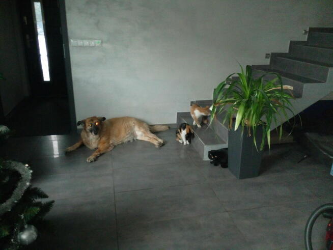 Poznam realną kobietę