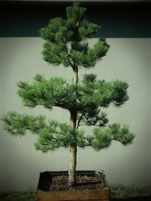 Drzewo Sosna Czarna Niwaki 3m 4m - Pušis Juodoji