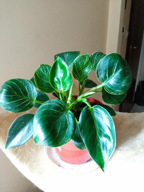 Filodendron, szczawik, fiołek odmianowy i inne