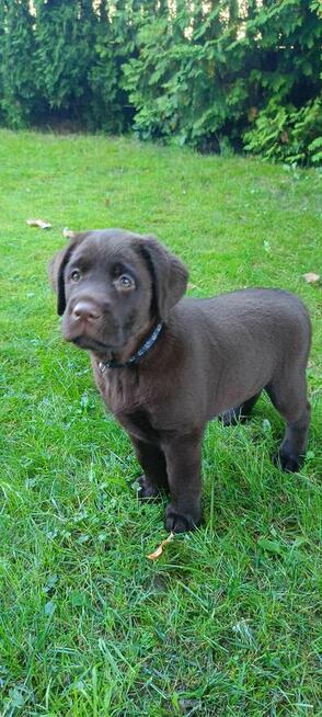 Labrador Retriever czekoladowa suczka Zkwp/FCI