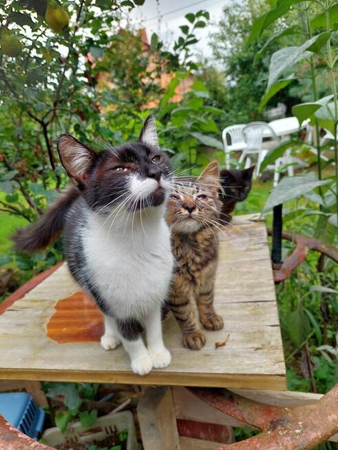 PILNE! Kotki szukają nowego domu.