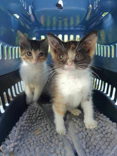 PILNE! Kotki szukają nowego domu.