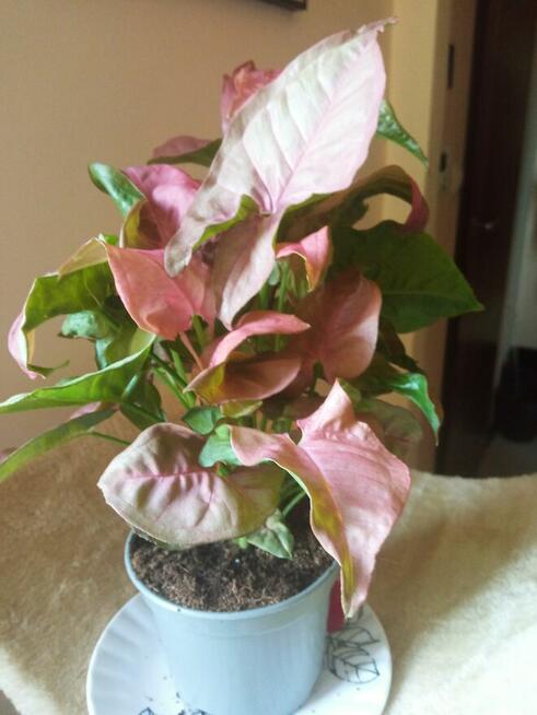 Aloesy kolekcjonerskie i ...