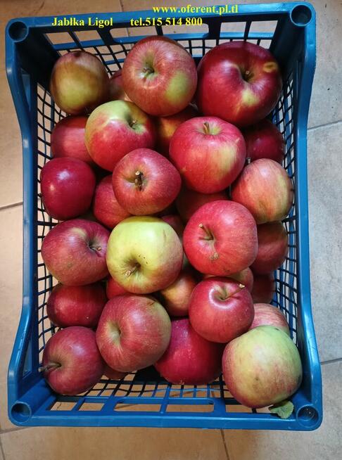 Gruszka Klapsa Faworytka Najtaniej od 1,50-2 zł.za kilogram