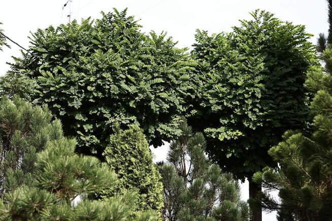 Drzewo Akacja Robinia akacjowa 3,5m w donicy 500L