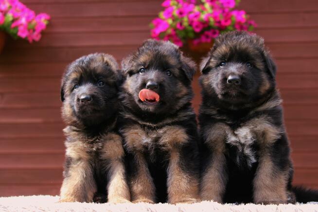 Owczarki Niemieckie Długowłose po: Champion PL ZKwP / FCI