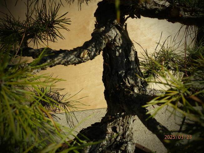 Bonsai - Sosna 60cm ponad 30 letnia