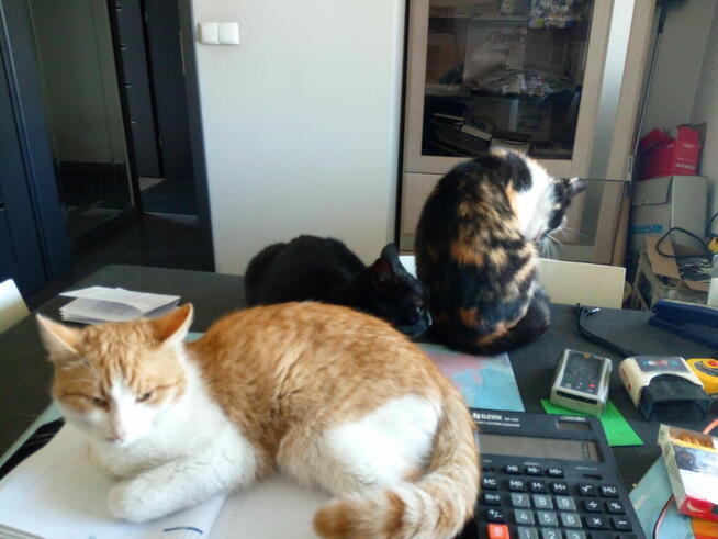 Poznam realną kobietę