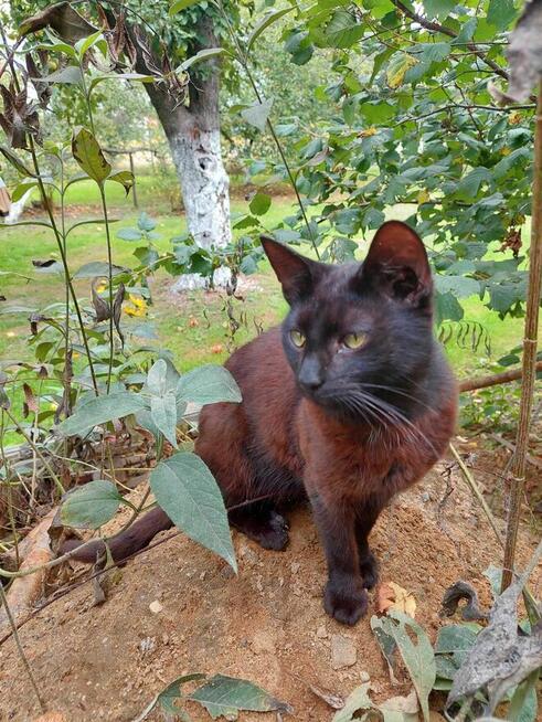PILNE! Kotki szukają nowego domu.