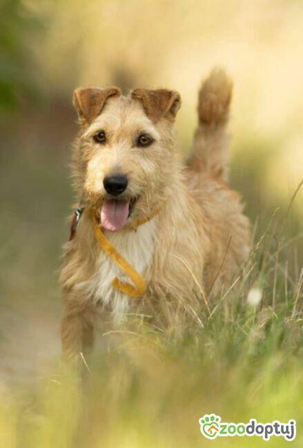 KREMUŚ - niewielki, szorstkowłosy psiak szuka super domu