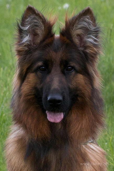 Owczarki Niemieckie Długowłose po: Champion PL ZKwP / FCI