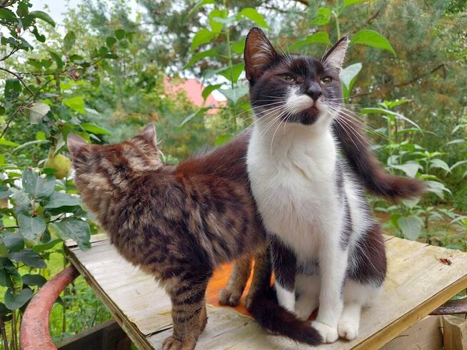 PILNE! Kotki szukają nowego domu.