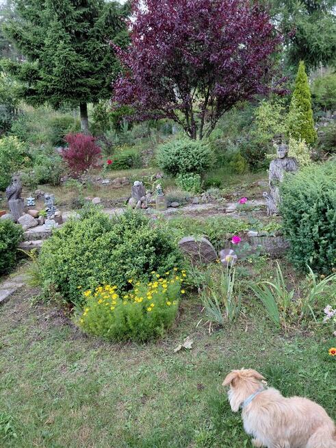 Sprzedam lub zamienię dom 81m2 na wsi na mieszkanie w mieści