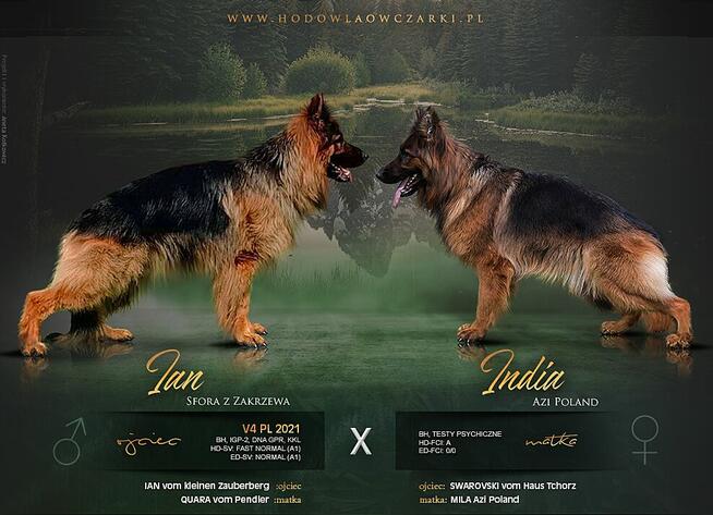 Owczarki Niemieckie Długowłose po: Champion PL ZKwP / FCI